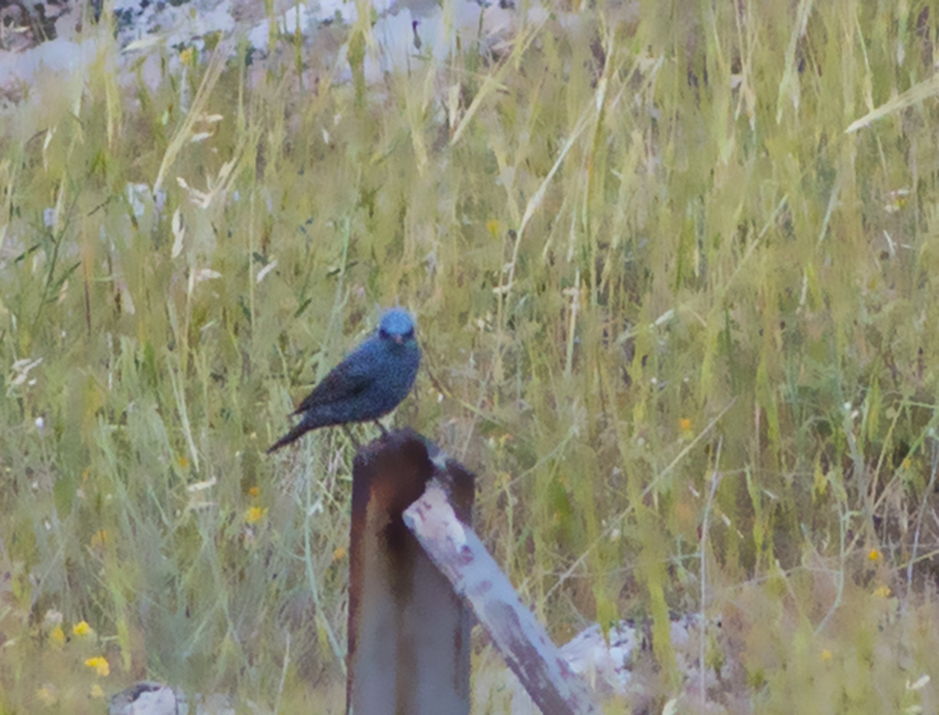 Blue Rock Thrush