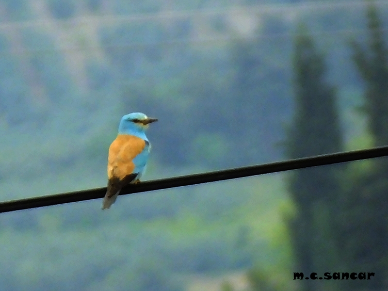 European Roller