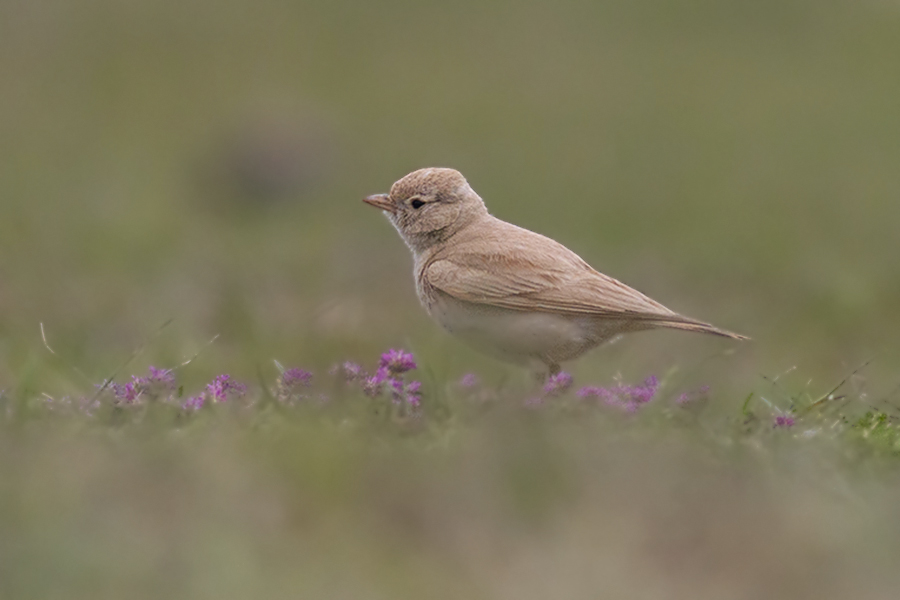 Bar-tailed Lark
