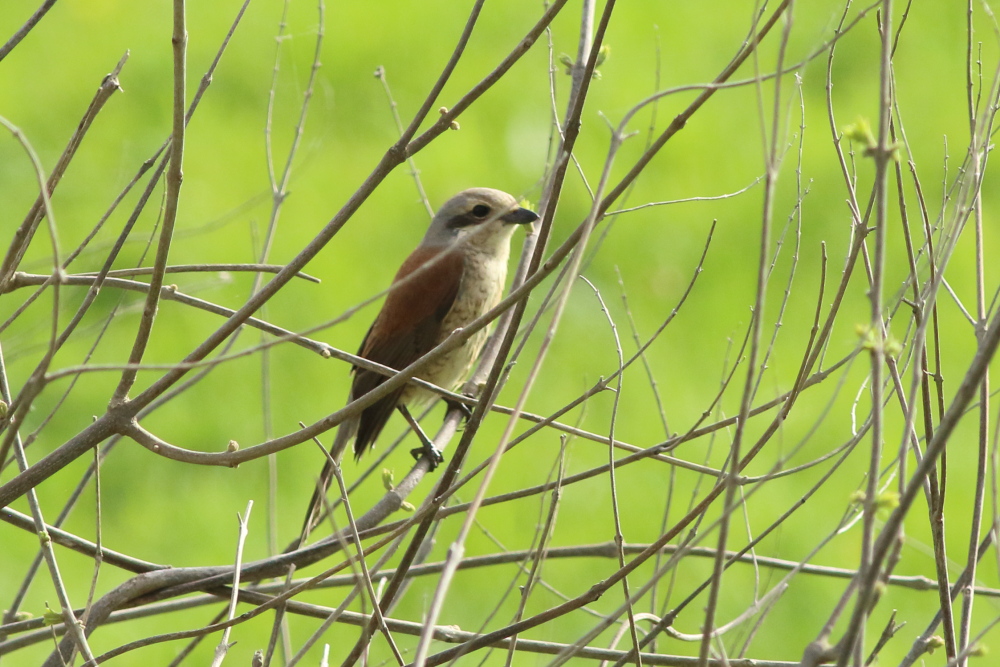 Red-backed Shrike
