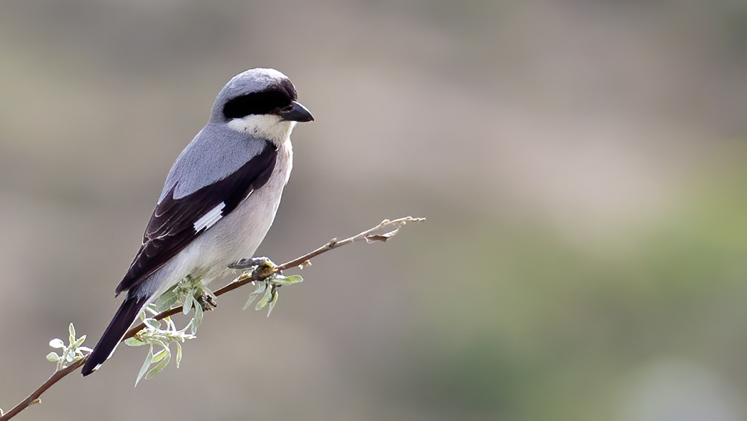 Lesser Grey Shrike