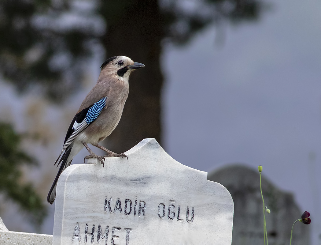 Eurasian Jay