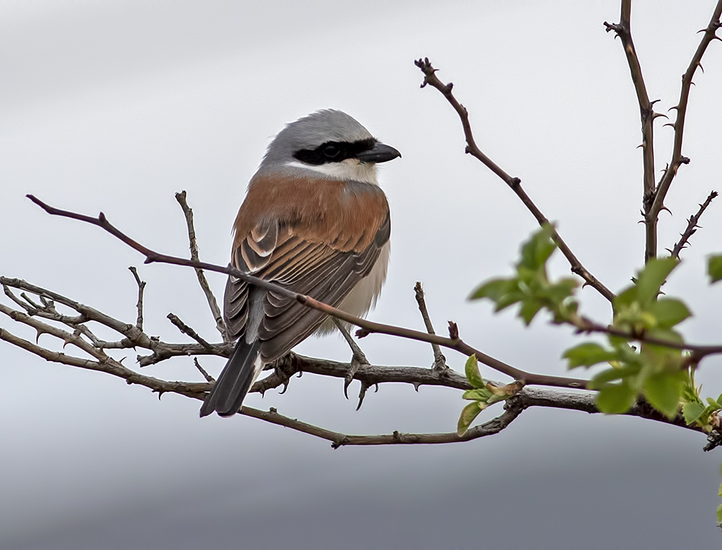 Red-backed Shrike