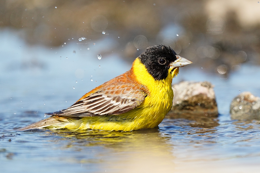 Black-headed Bunting