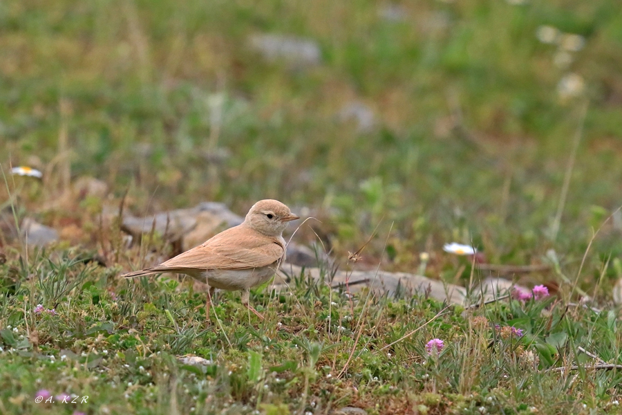 Bar-tailed Lark