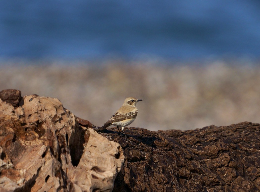 Desert Wheatear