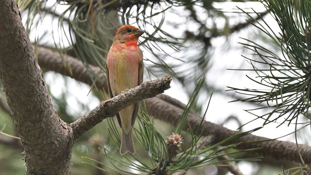 Common Rosefinch