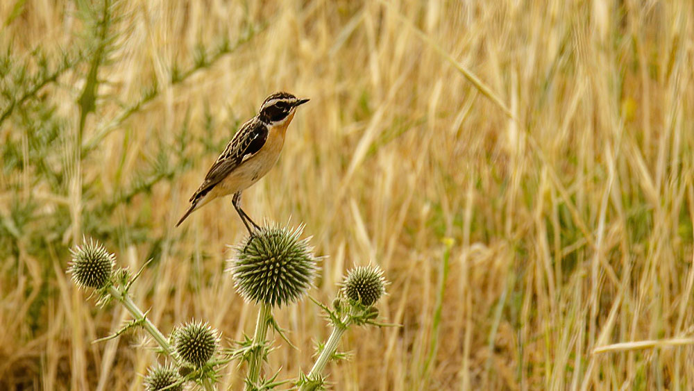 Whinchat