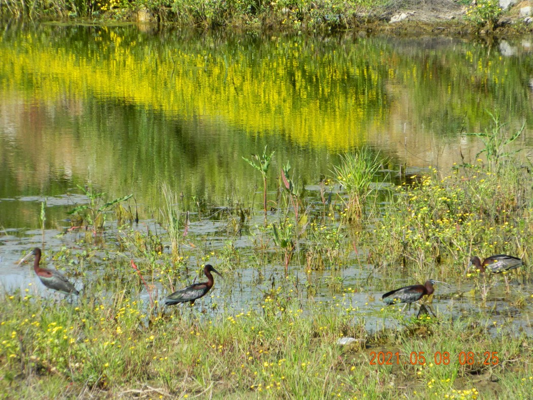 Glossy Ibis