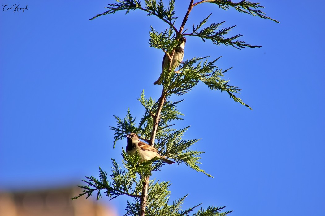 House Sparrow