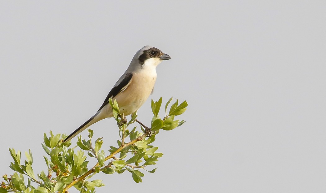 Lesser Grey Shrike
