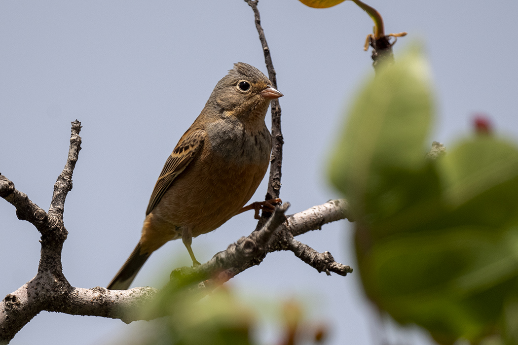 Cretzschmar`s Bunting