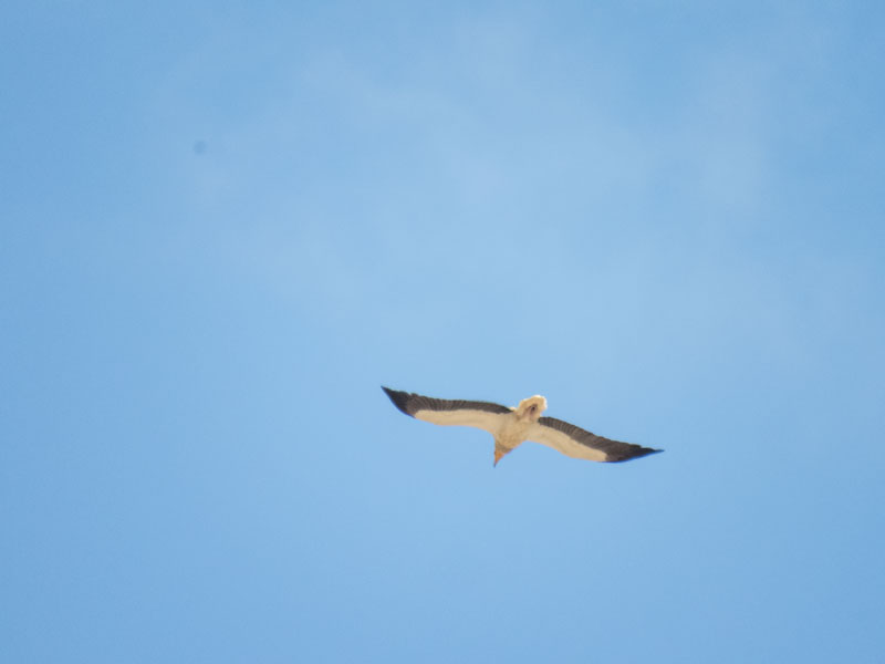Egyptian Vulture