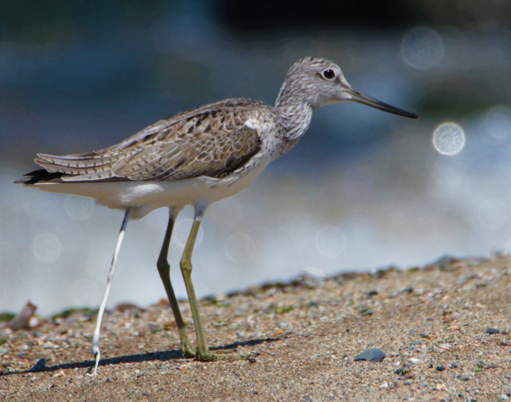 Common Greenshank