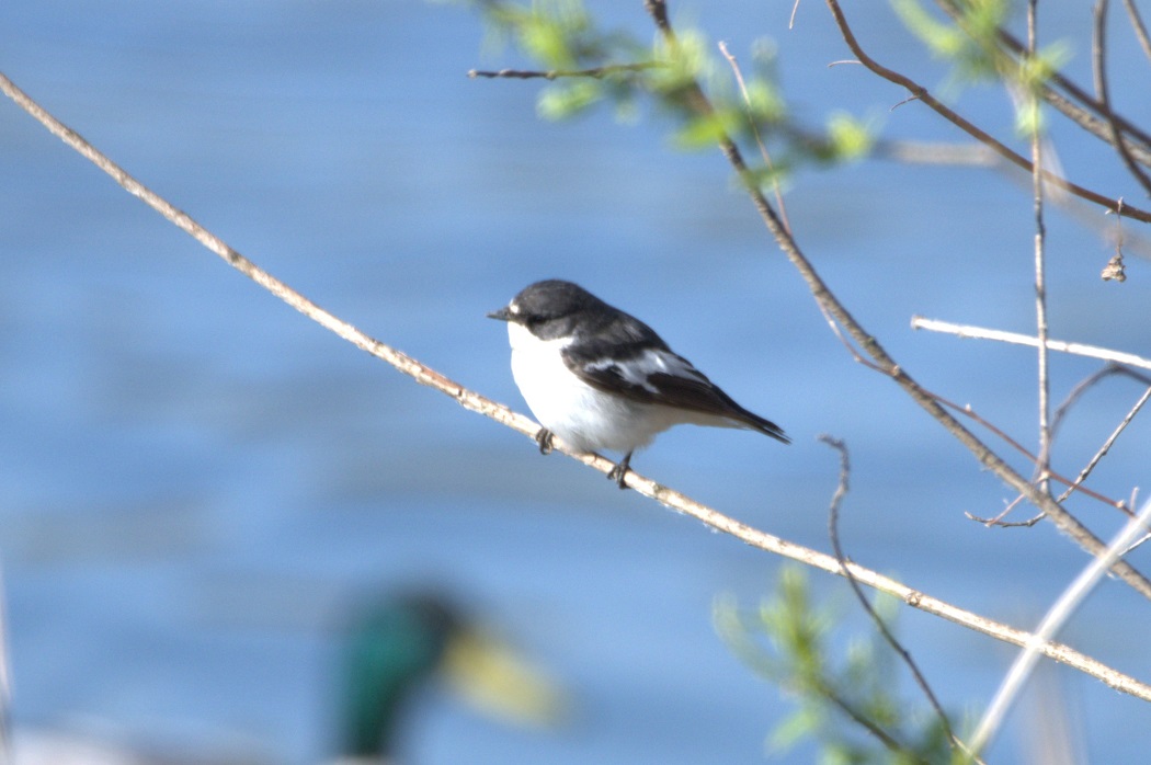 Semicollared Flycatcher