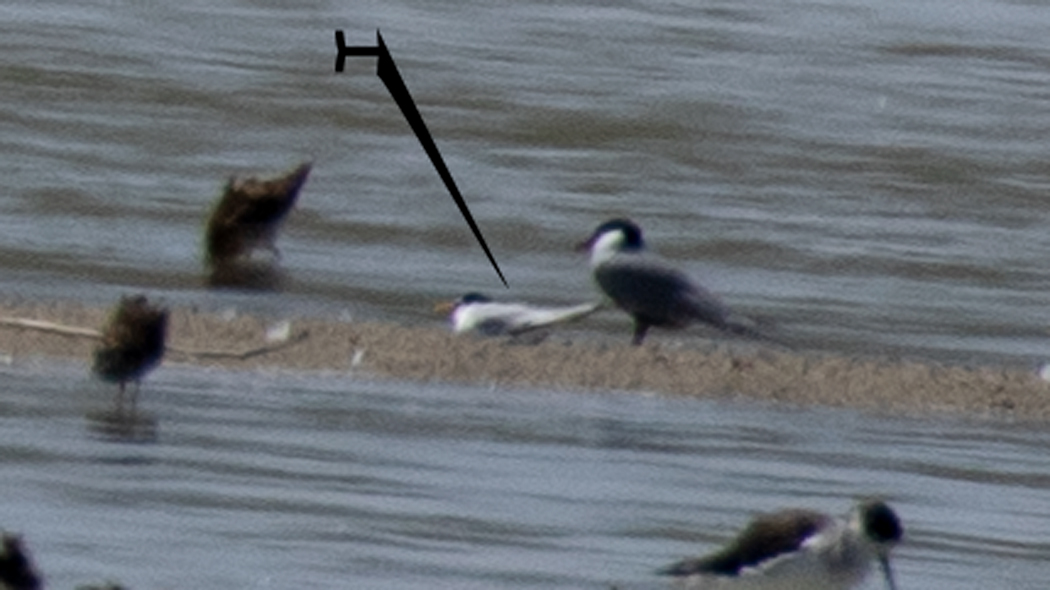 Little Tern