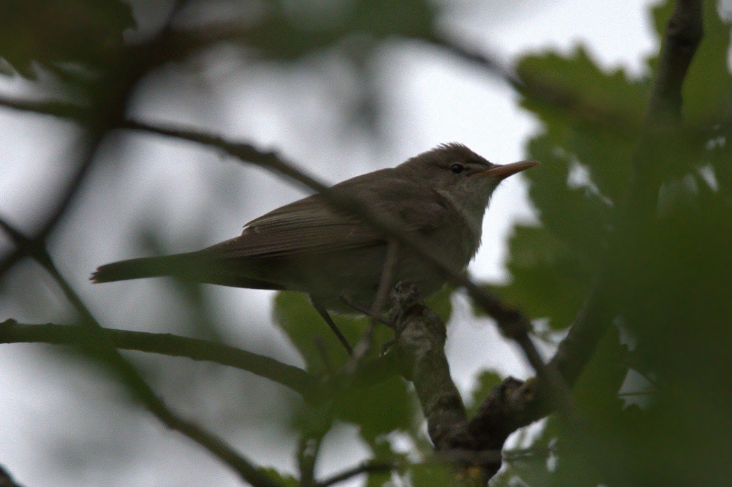 Olive-tree Warbler