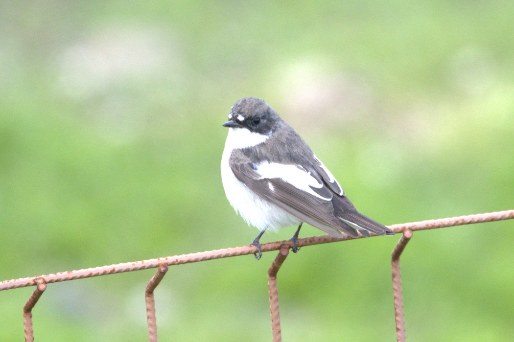European Pied Flycatcher