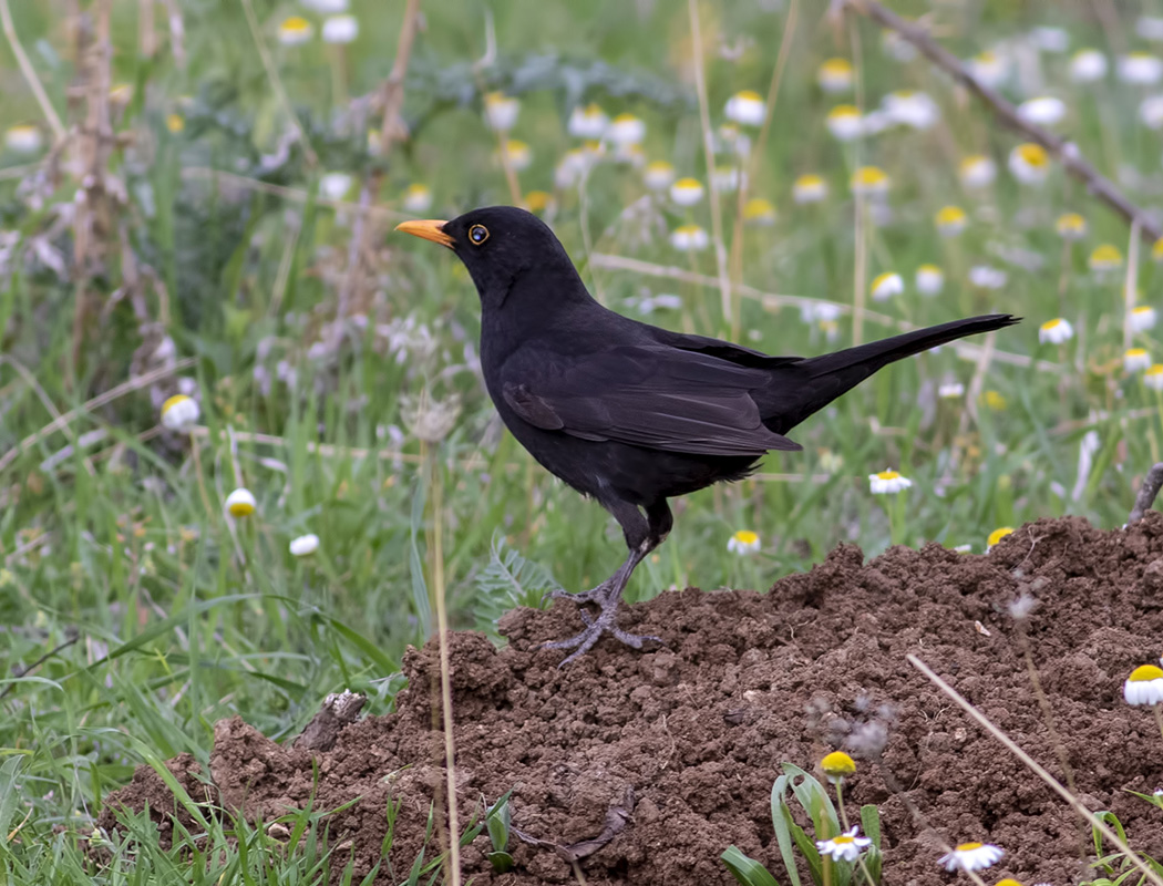 Common Blackbird