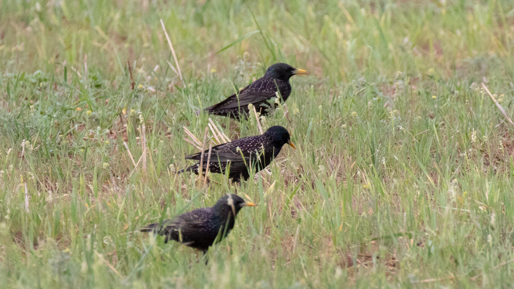 Common Starling