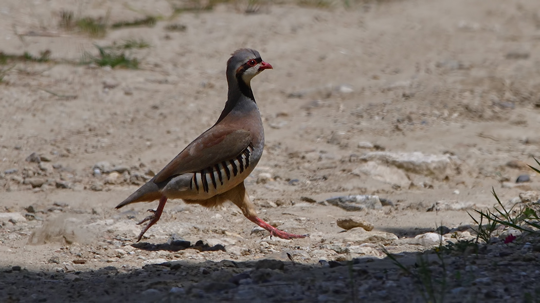 Chukar Partridge