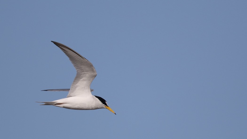 Little Tern