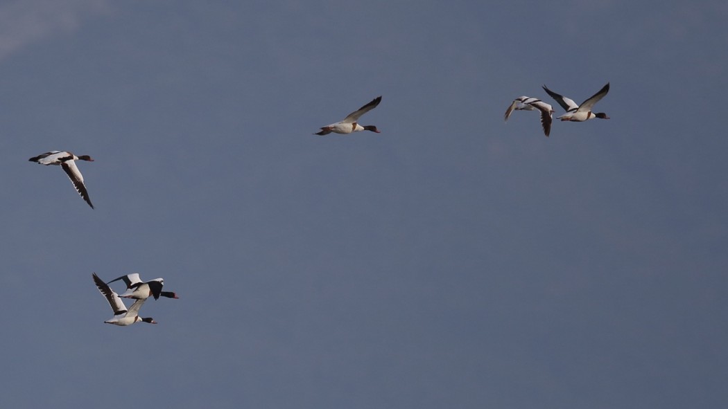 Common Shelduck