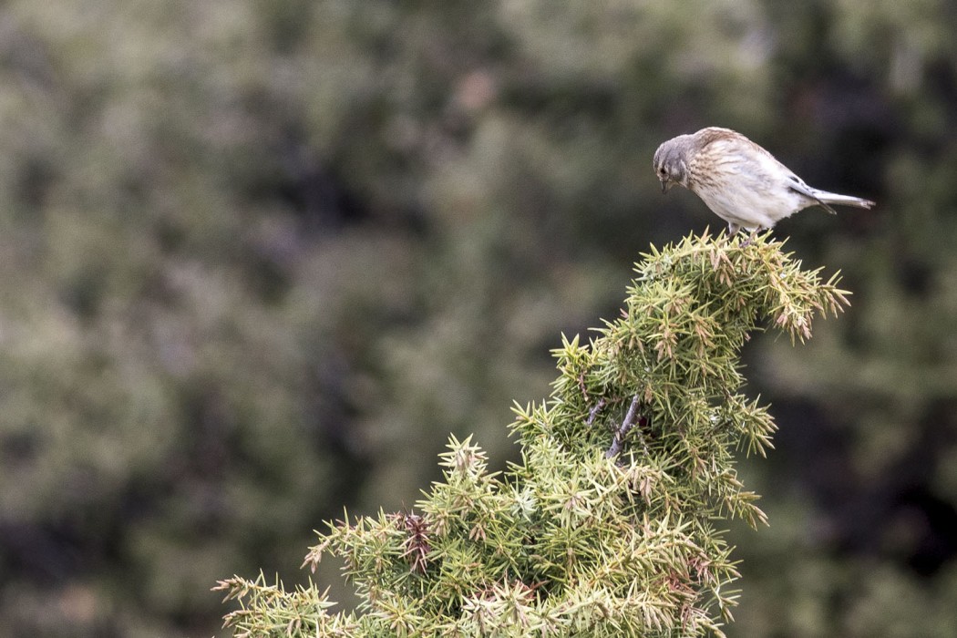 Common Linnet