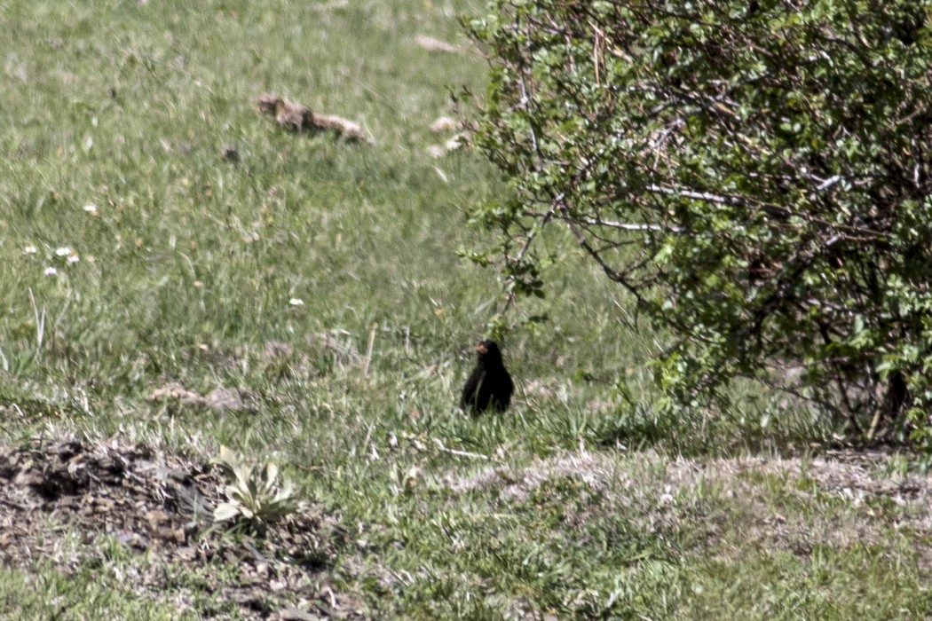 Common Blackbird