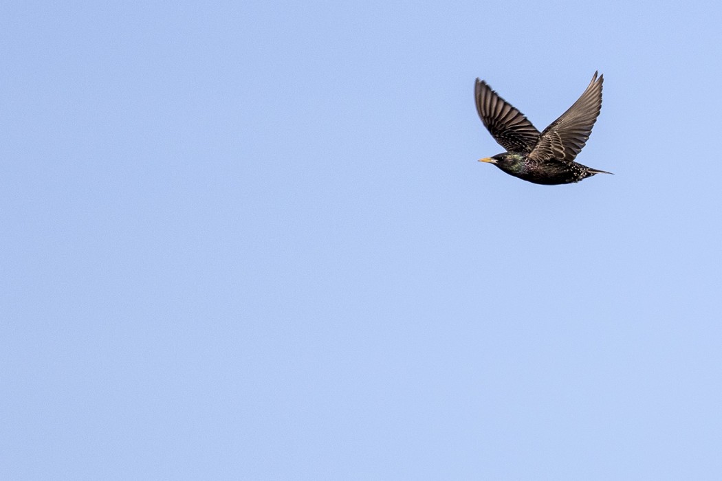 Common Starling