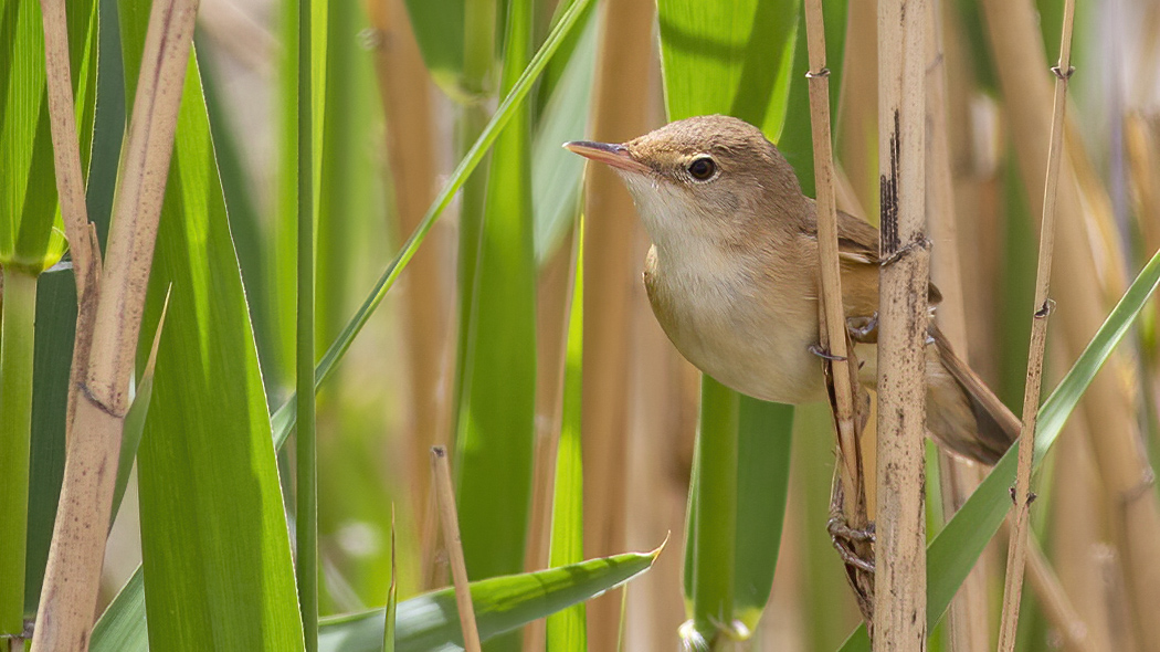Common Reed Warbler