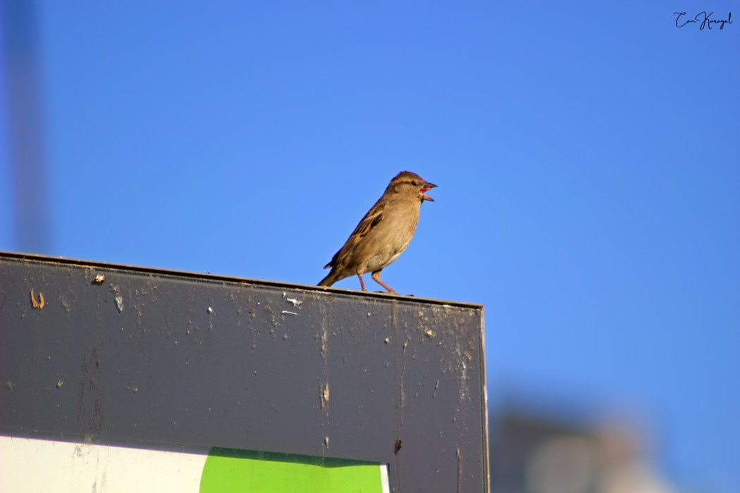 House Sparrow