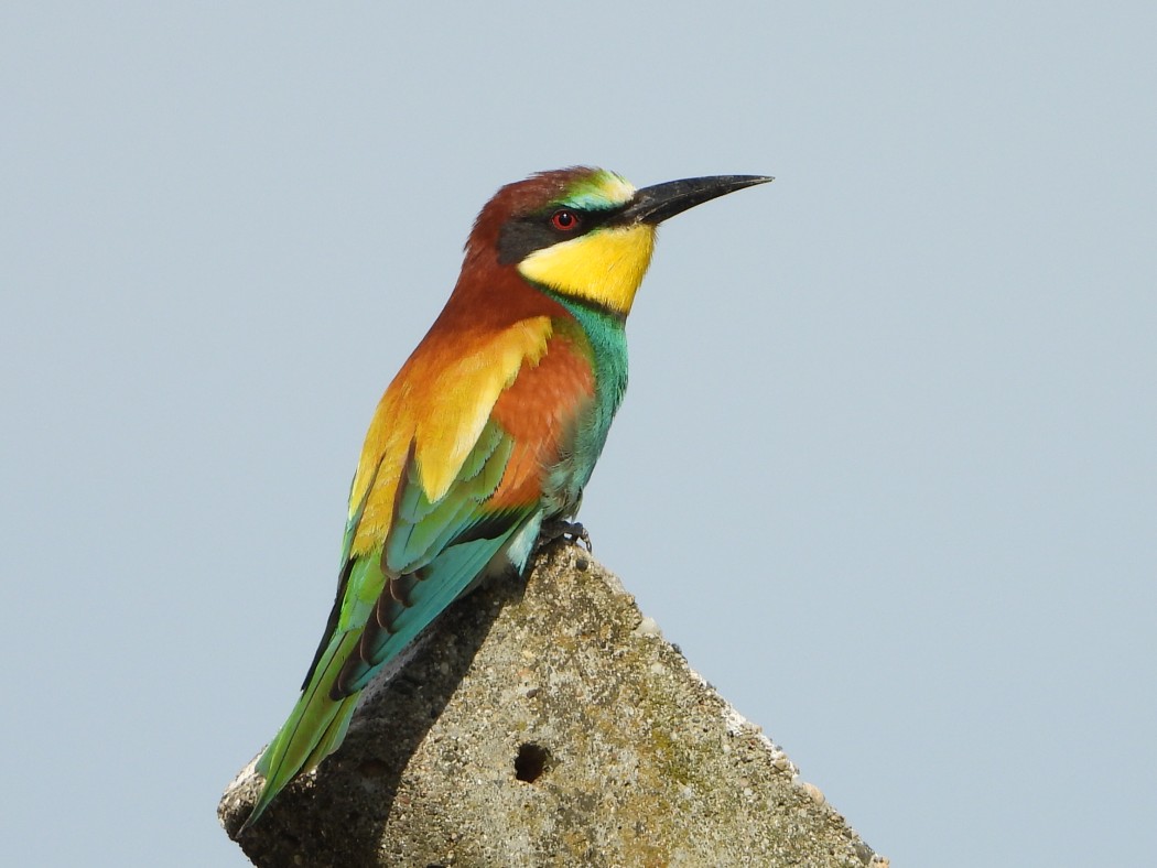 European Bee-eater