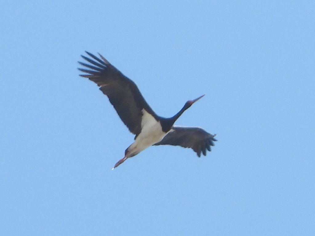 Black Stork