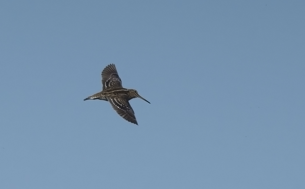 Great Snipe