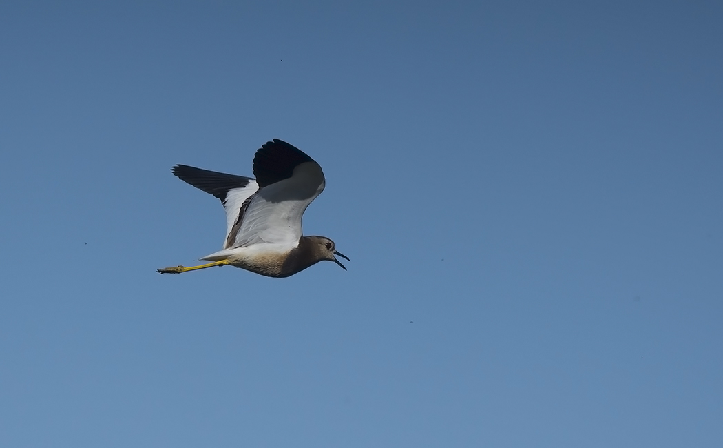 White-tailed Lapwing