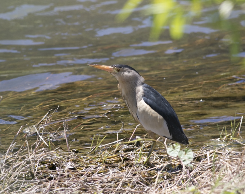 Little Bittern