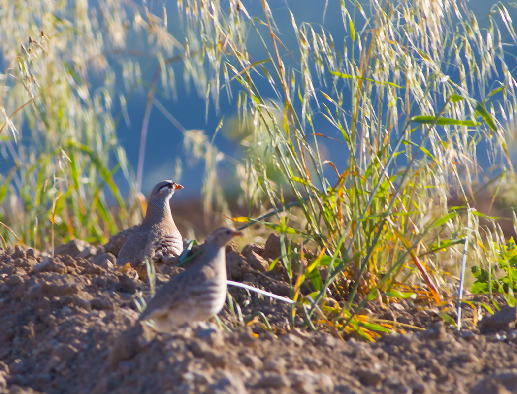See-see Partridge