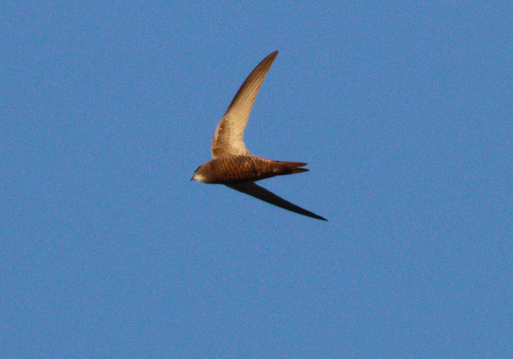 Common Swift