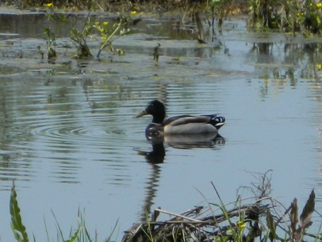 Mallard