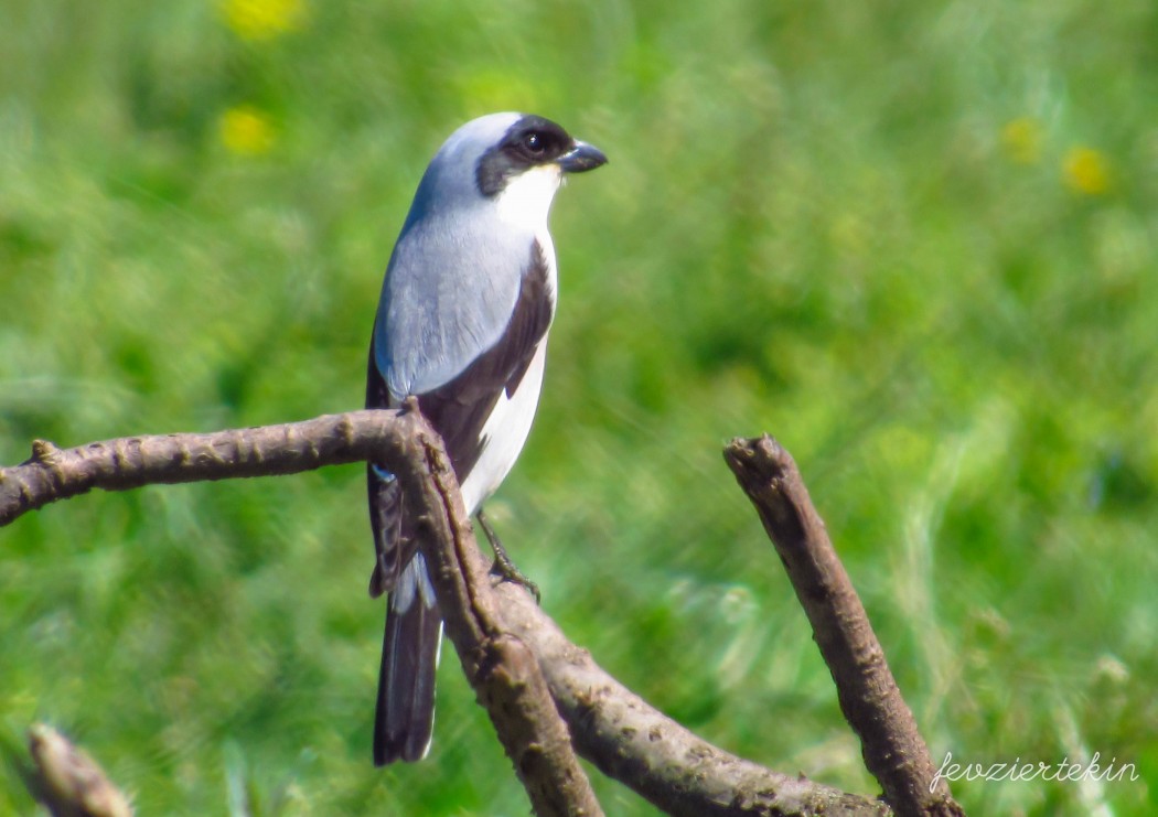 Lesser Grey Shrike