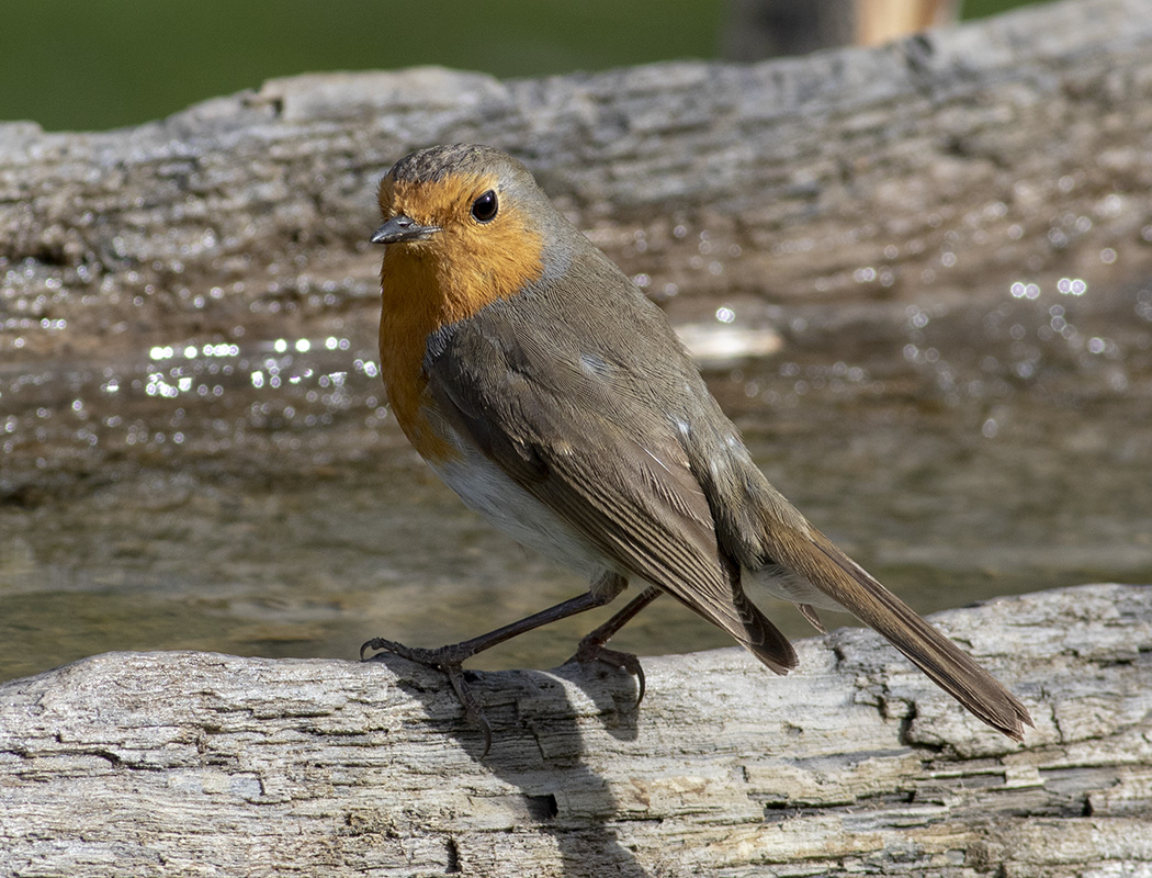 European Robin