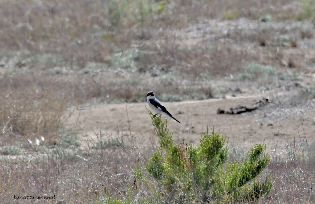 Lesser Grey Shrike