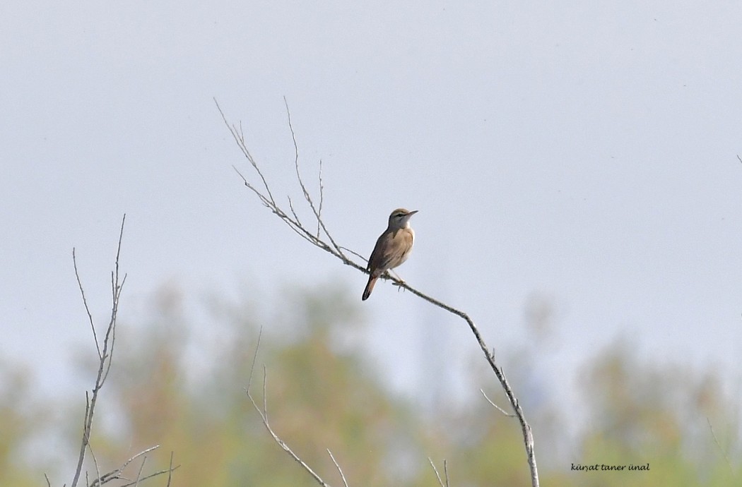 Rufous-tailed Scrub Robin