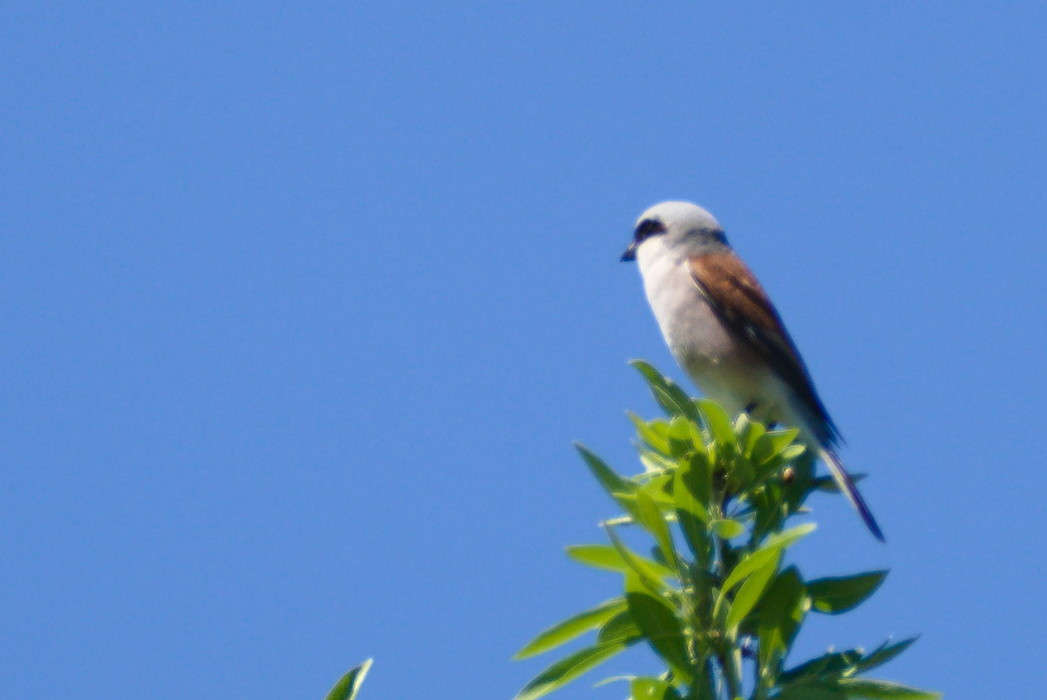 Red-backed Shrike