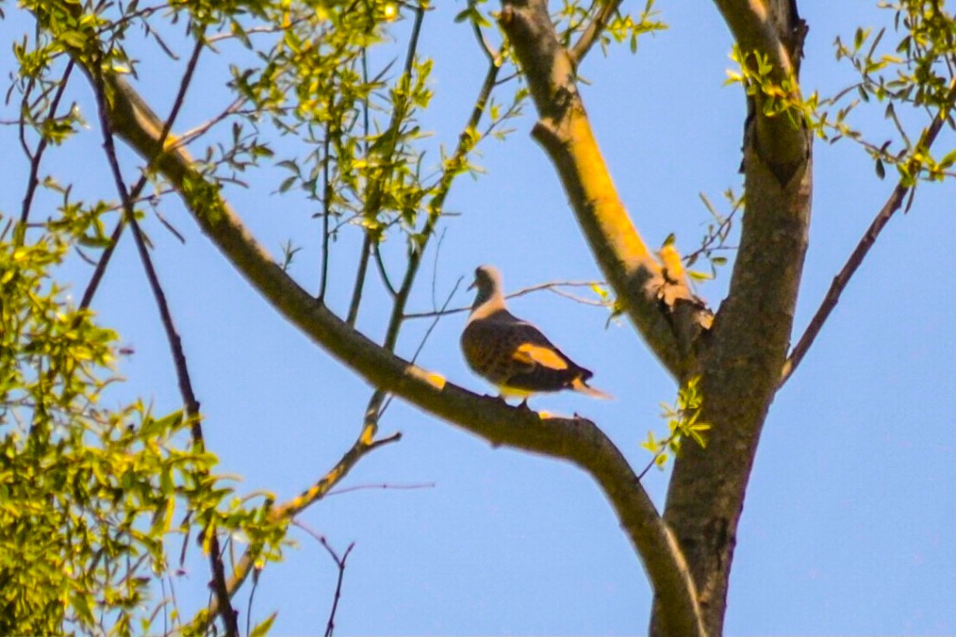 European Turtle Dove