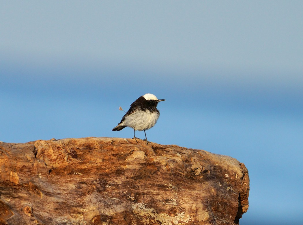 Hooded Wheatear