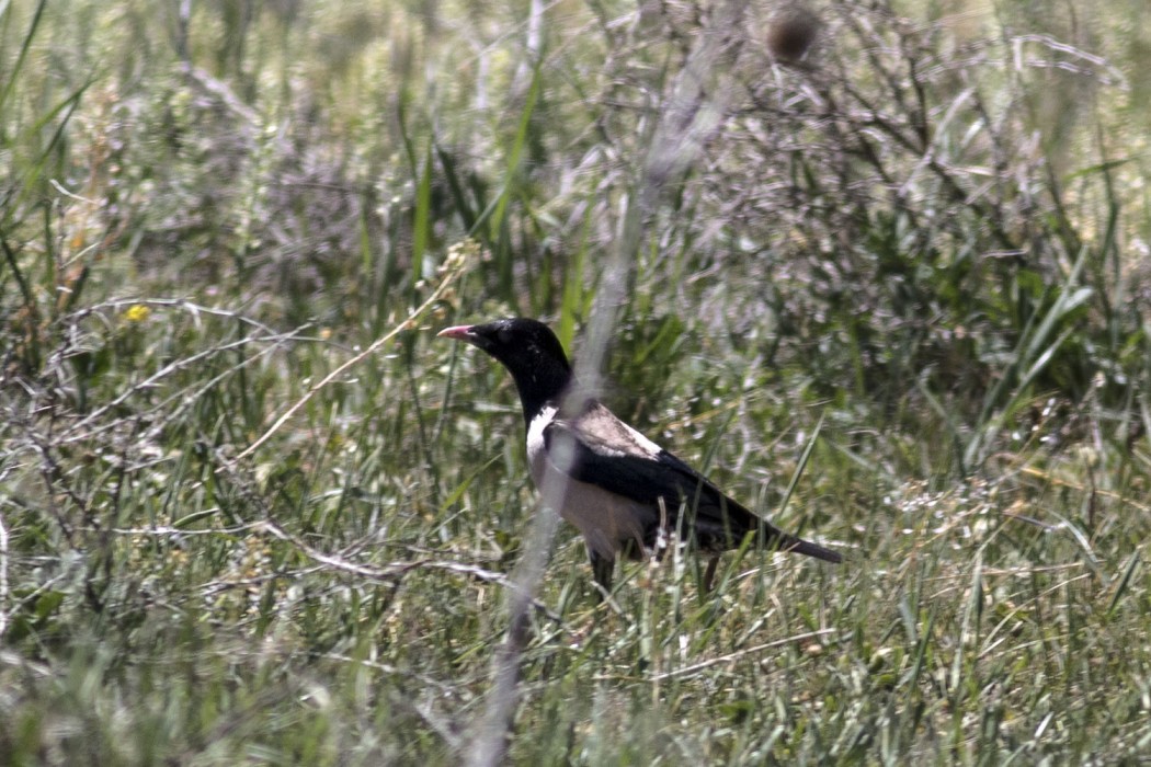 Rosy Starling