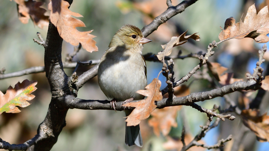 Eurasian Chaffinch