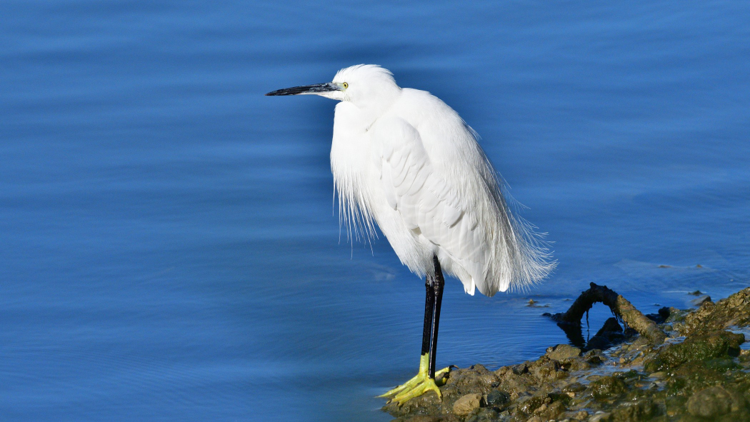 Little Egret